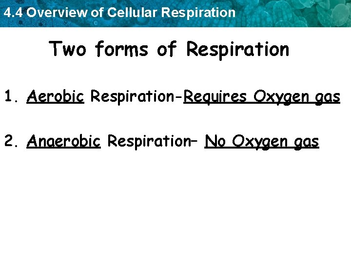 4. 4 Overview of Cellular Respiration Two forms of Respiration 1. Aerobic Respiration-Requires Oxygen 4. 4 Overview of Cellular Respiration Two forms of Respiration 1. Aerobic Respiration-Requires Oxygen
