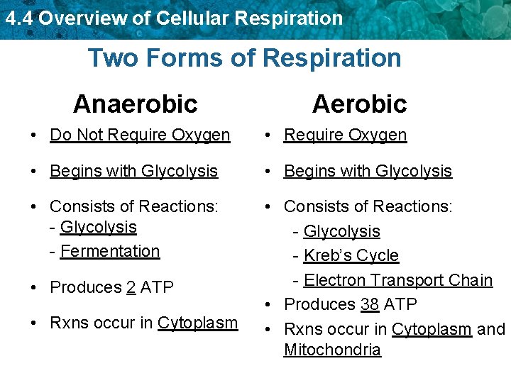 4. 4 Overview of Cellular Respiration Two Forms of Respiration Anaerobic Aerobic • Do 4. 4 Overview of Cellular Respiration Two Forms of Respiration Anaerobic Aerobic • Do