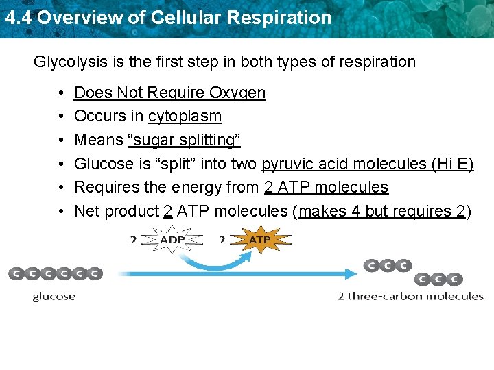4. 4 Overview of Cellular Respiration Glycolysis is the first step in both types 4. 4 Overview of Cellular Respiration Glycolysis is the first step in both types