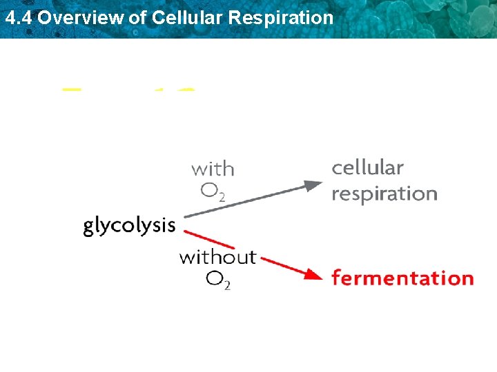 4. 4 Overview of Cellular Respiration 4. 4 Overview of Cellular Respiration