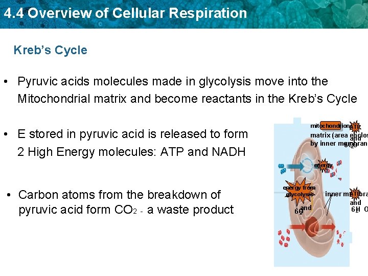 4. 4 Overview of Cellular Respiration Kreb’s Cycle • Pyruvic acids molecules made in 4. 4 Overview of Cellular Respiration Kreb’s Cycle • Pyruvic acids molecules made in
