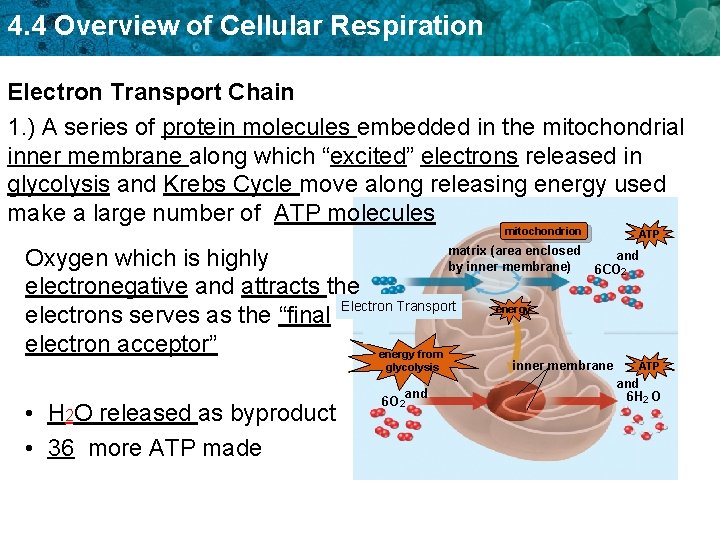 4. 4 Overview of Cellular Respiration Electron Transport Chain 1. ) A series of 4. 4 Overview of Cellular Respiration Electron Transport Chain 1. ) A series of
