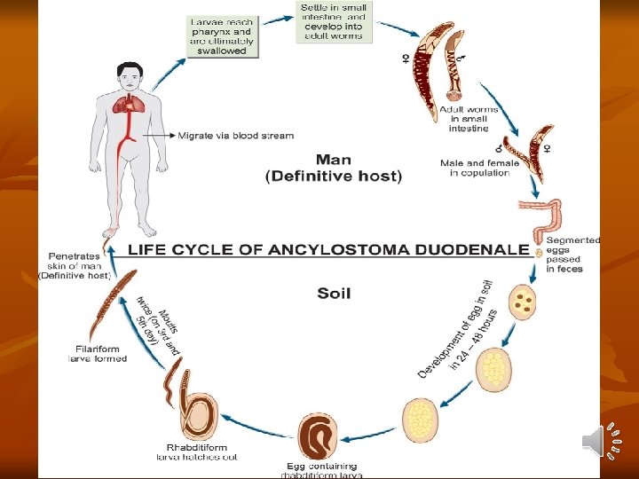 Enterobius Vermicularis Pinworm Or Oxyuris Disease Entrobiasis pinworm