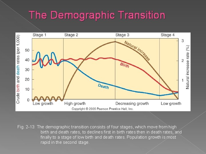 The Demographic Transition Fig. 2 -13: The demographic transition consists of four stages, which