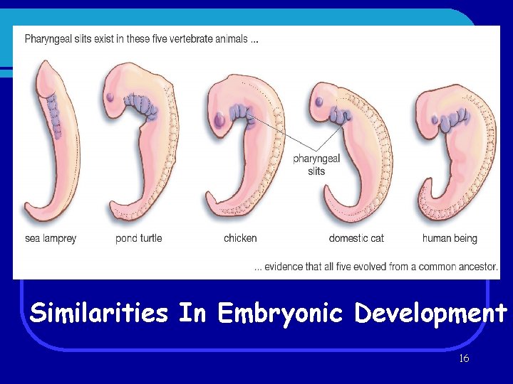 Evidence for Evolution - Comparative Embryology Similarities In Embryonic Development 16 