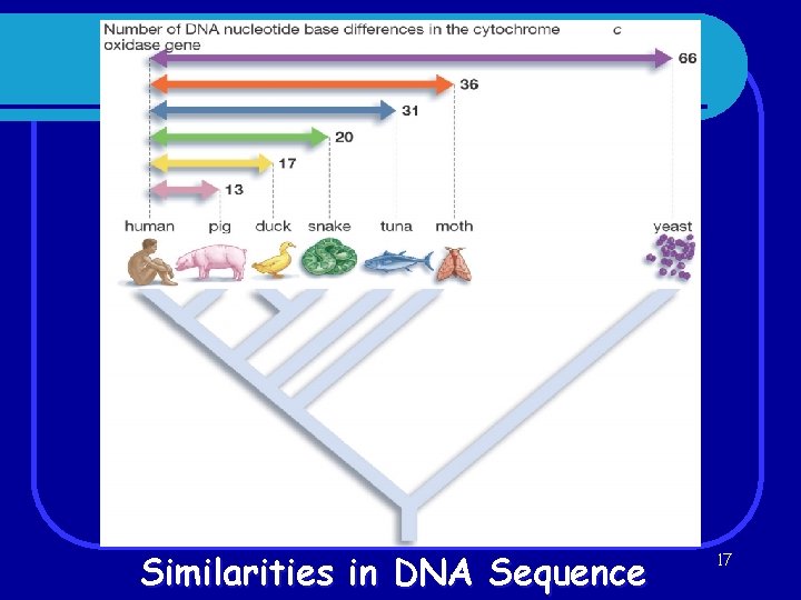 Similarities in DNA Sequence 17 