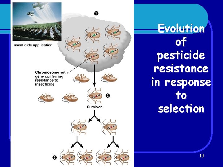 Evolution of pesticide resistance in response to selection 19 