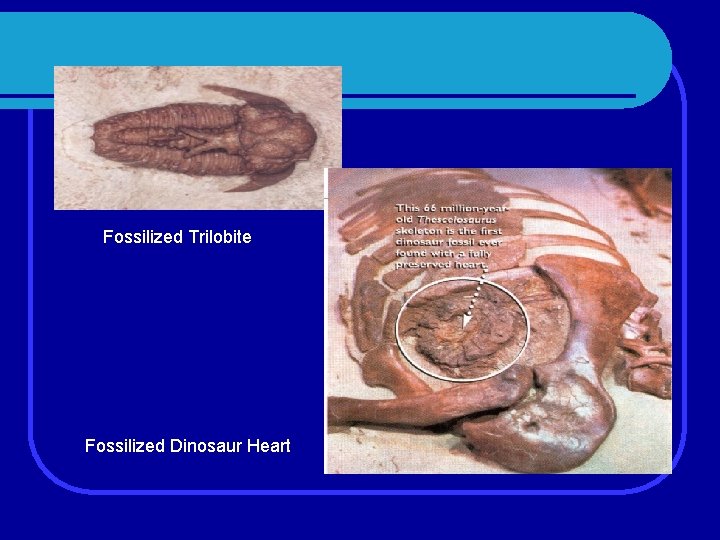 Fossilized Trilobite Fossilized Dinosaur Heart 