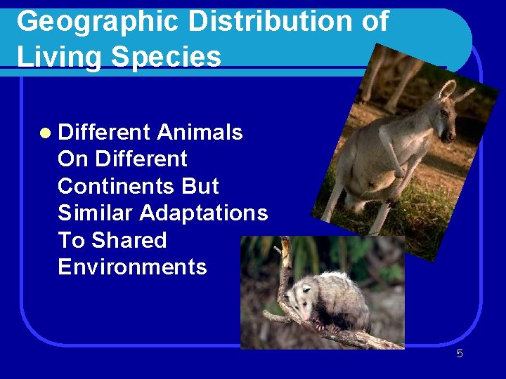 Geographic Distribution of Living Species l Different Animals On Different Continents But Similar Adaptations