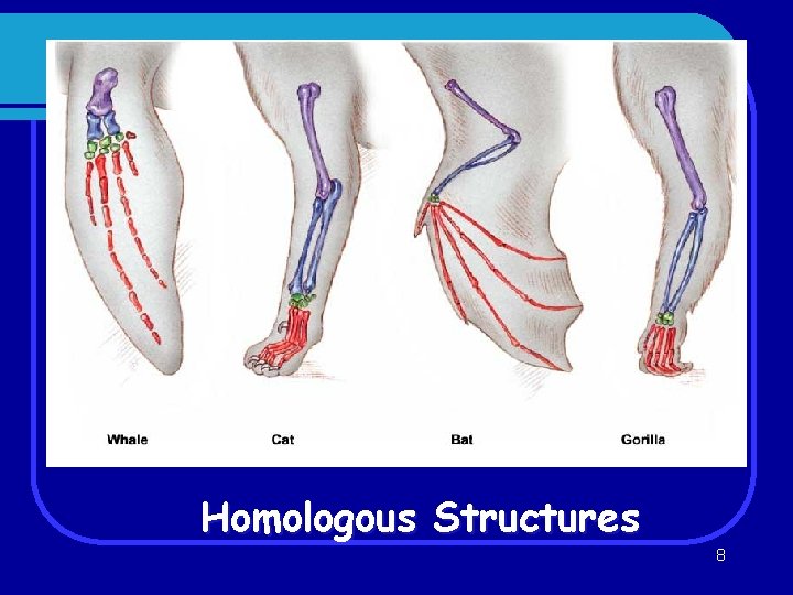 Homologous Structures 8 