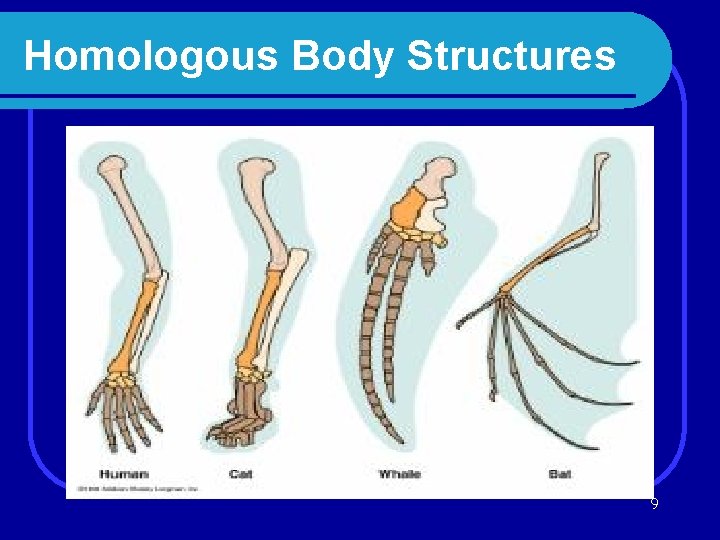 Homologous Body Structures 9 
