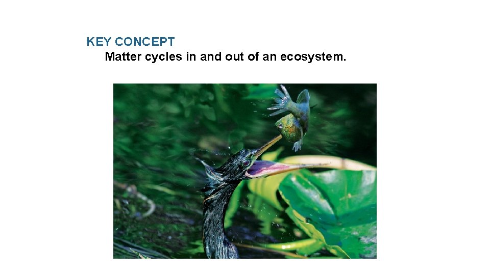 KEY CONCEPT Matter cycles in and out of an ecosystem. 