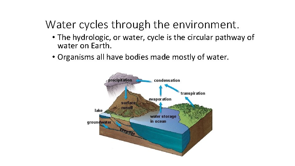 Water cycles through the environment. • The hydrologic, or water, cycle is the circular
