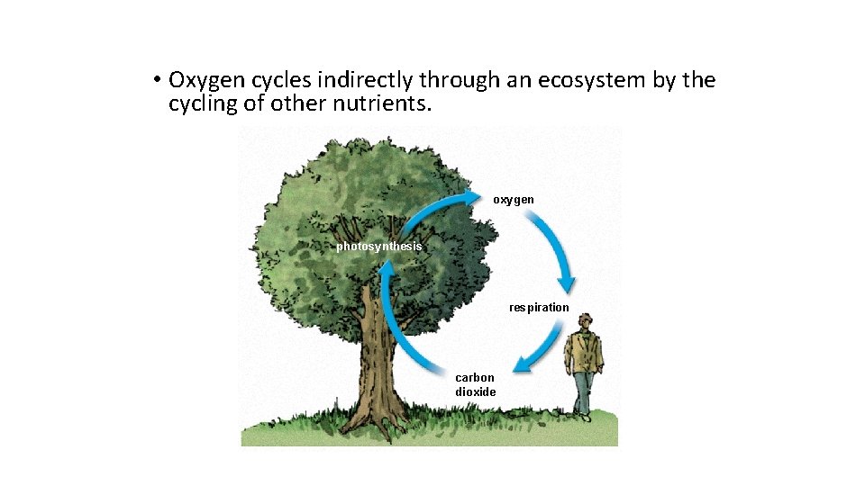  • Oxygen cycles indirectly through an ecosystem by the cycling of other nutrients.