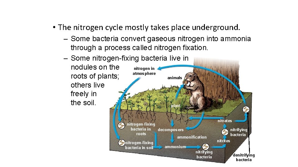  • The nitrogen cycle mostly takes place underground. – Some bacteria convert gaseous