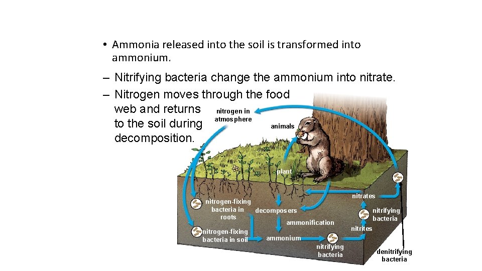  • Ammonia released into the soil is transformed into ammonium. – Nitrifying bacteria
