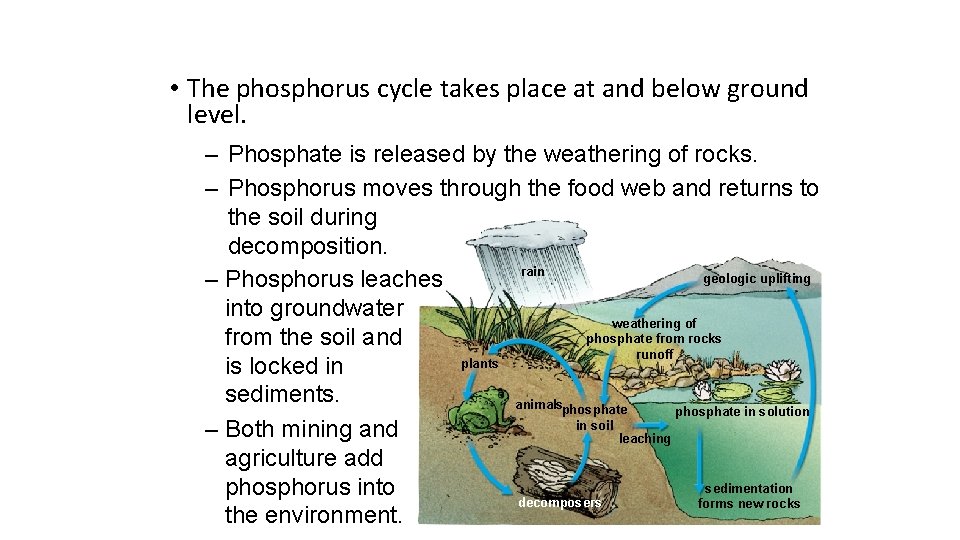  • The phosphorus cycle takes place at and below ground level. – Phosphate