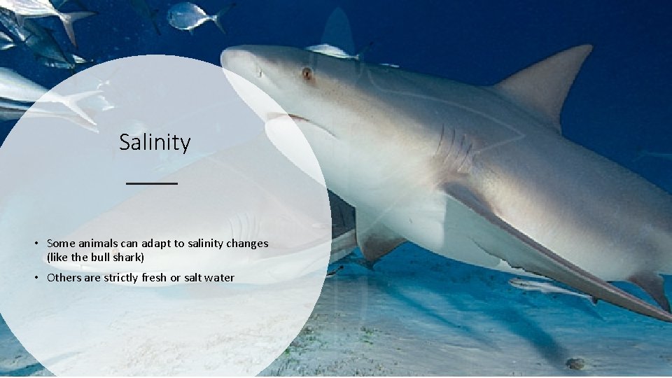 Salinity • Some animals can adapt to salinity changes (like the bull shark) •