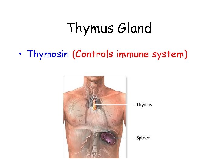 Thymus Gland • Thymosin (Controls immune system) 