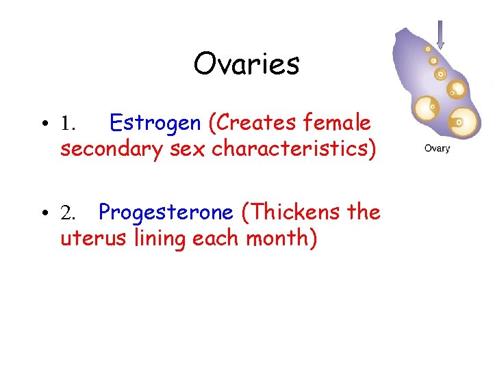 Ovaries • 1. Estrogen (Creates female secondary sex characteristics) • 2. Progesterone (Thickens the