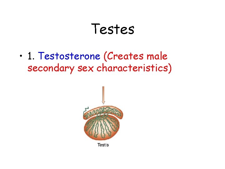 Testes • 1. Testosterone (Creates male secondary sex characteristics) 