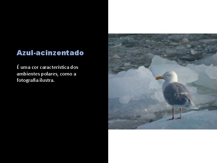 Azul-acinzentado É uma cor característica dos ambientes polares, como a fotografia ilustra. c 