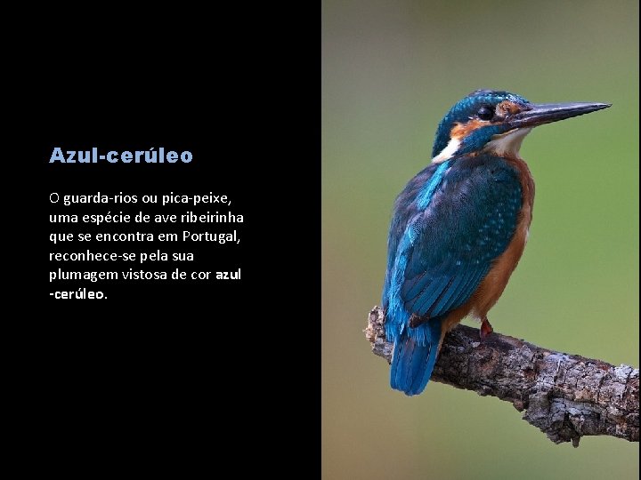 Azul-cerúleo O guarda-rios ou pica-peixe, uma espécie de ave ribeirinha que se encontra em
