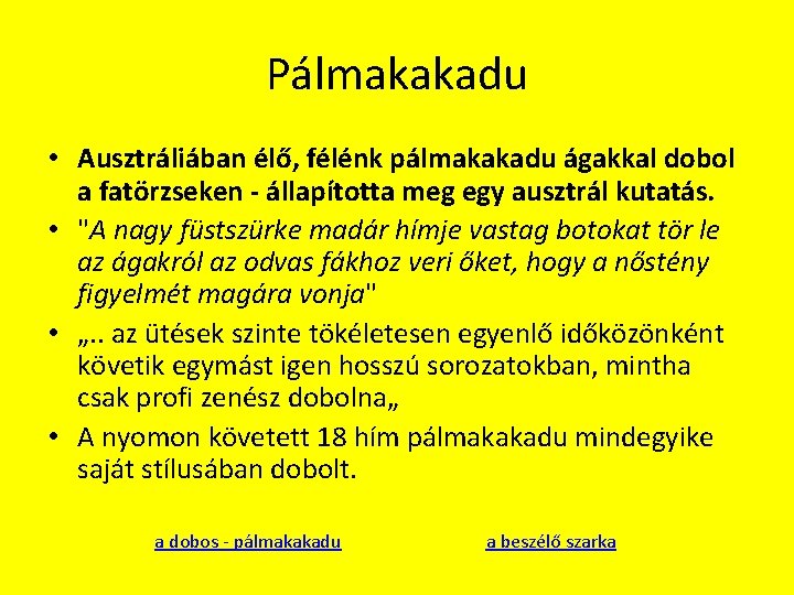 Pálmakakadu • Ausztráliában élő, félénk pálmakakadu ágakkal dobol a fatörzseken - állapította meg egy