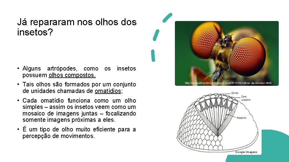 Já repararam nos olhos dos insetos? • Alguns artrópodes, como os insetos possuem olhos