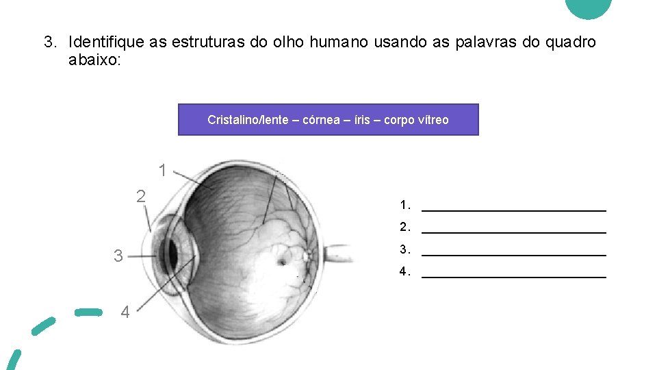 3. Identifique as estruturas do olho humano usando as palavras do quadro abaixo: Cristalino/lente