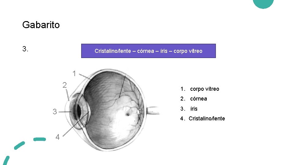 Gabarito 3. Cristalino/lente – córnea – íris – corpo vítreo 1 2 1. corpo