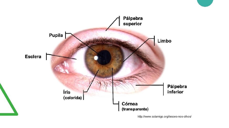 http: //www. solamigo. org/lesoes-nos-olhos/ 