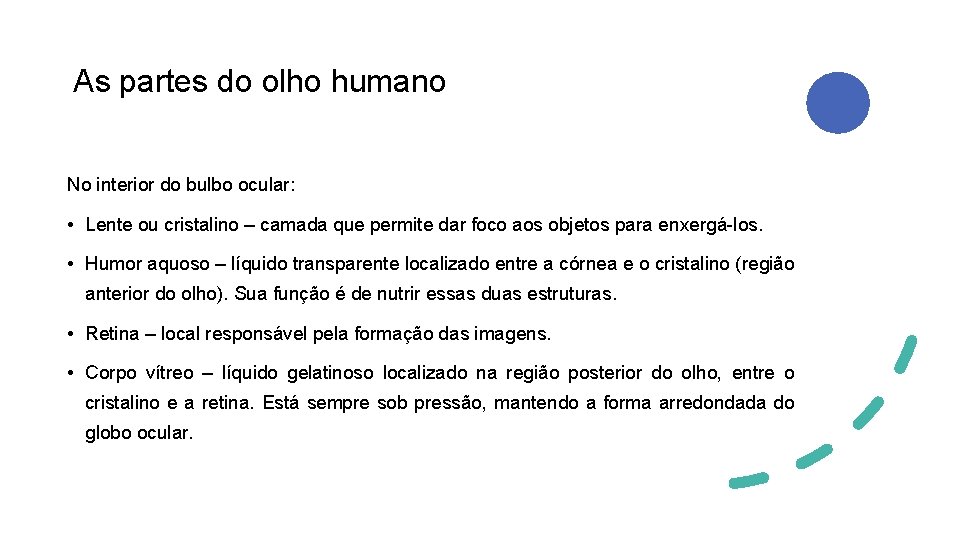 As partes do olho humano No interior do bulbo ocular: • Lente ou cristalino