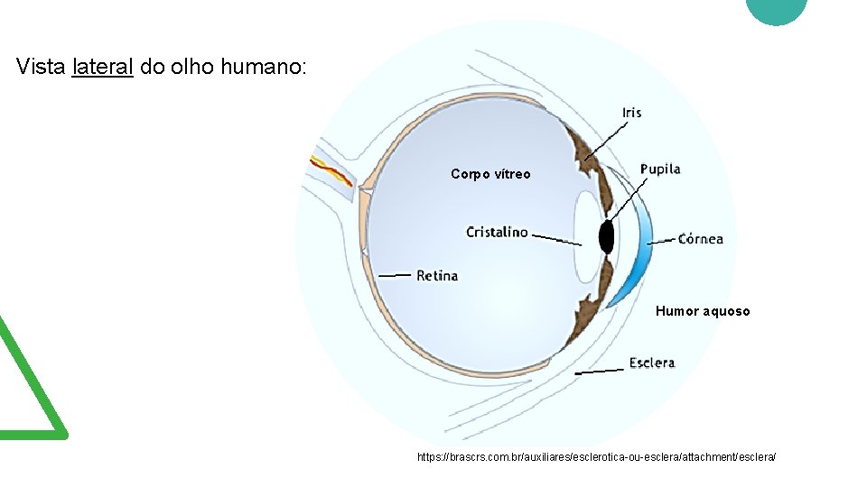 Vista lateral do olho humano: Corpo vítreo Humor aquoso https: //brascrs. com. br/auxiliares/esclerotica-ou-esclera/attachment/esclera/ 