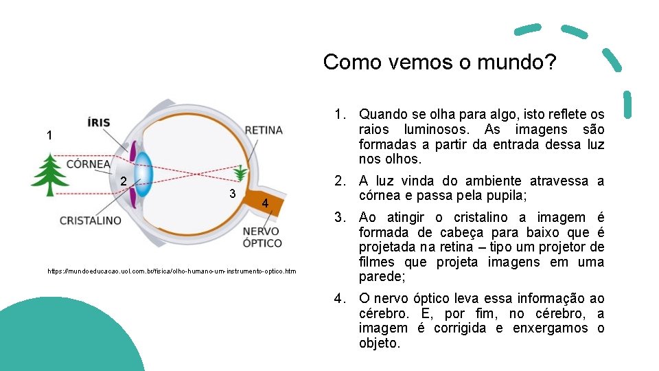 Como vemos o mundo? 1. Quando se olha para algo, isto reflete os raios