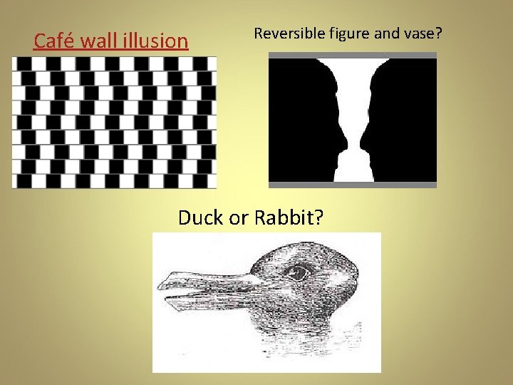 Café wall illusion Reversible figure and vase? Duck or Rabbit? 