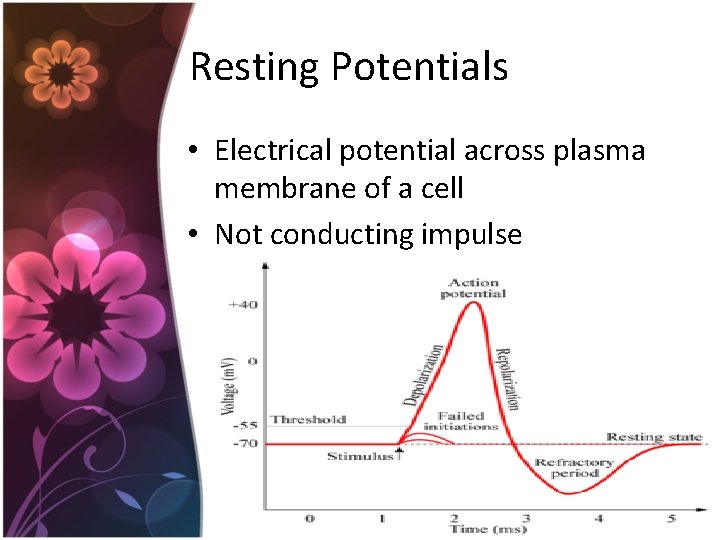 Resting Potentials • Electrical potential across plasma membrane of a cell • Not conducting