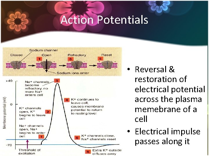 Action Potentials • Reversal & restoration of electrical potential across the plasma memebrane of