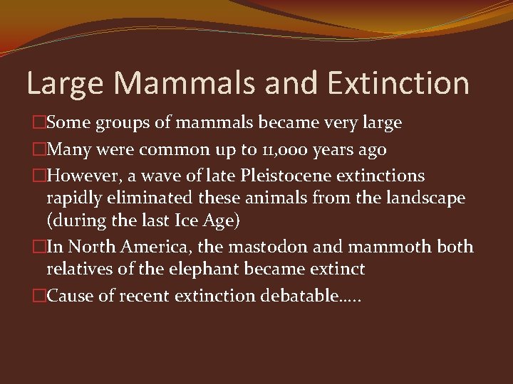 Large Mammals and Extinction �Some groups of mammals became very large �Many were common