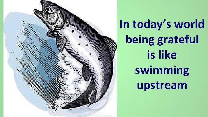In today’s world being grateful is like swimming upstream 