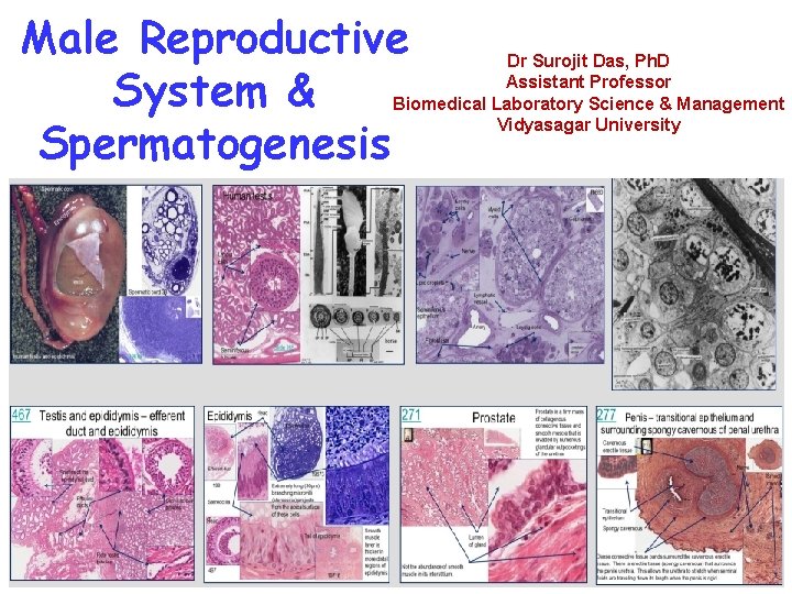 Male Reproductive System & Spermatogenesis Dr Surojit Das, Ph. D Assistant Professor Biomedical Laboratory