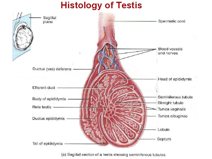 Histology of Testis 11 