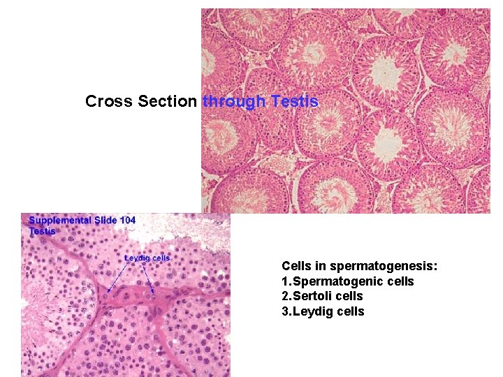 Cross Section through Testis Cells in spermatogenesis: 1. Spermatogenic cells 2. Sertoli cells 3.