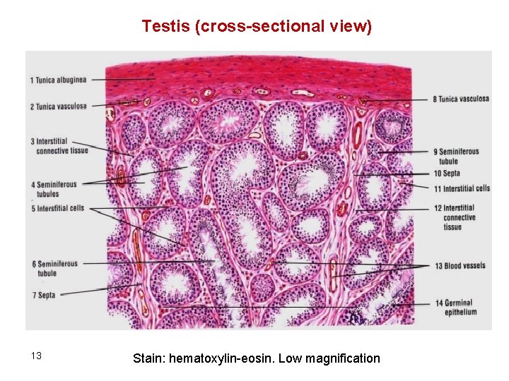 Testis (cross-sectional view) 13 Stain: hematoxylin-eosin. Low magnification 