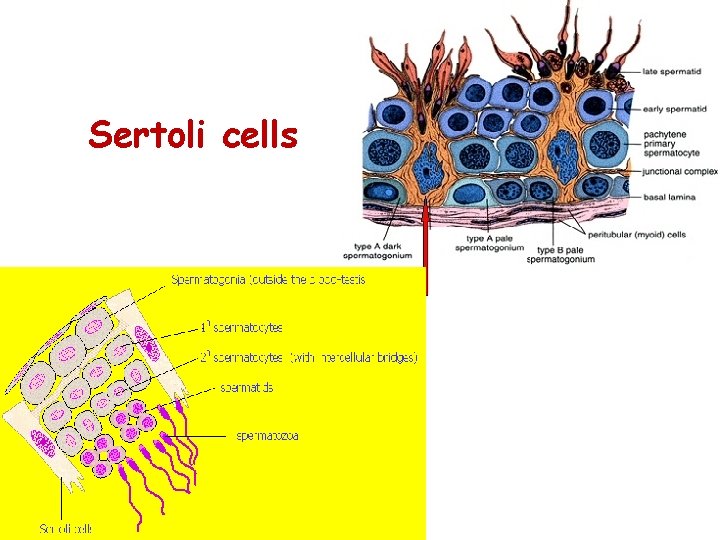 Sertoli cells 14 