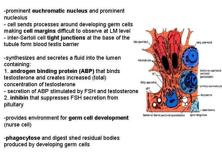 -prominent euchromatic nucleus and prominent nucleolus - cell sends processes around developing germ cells