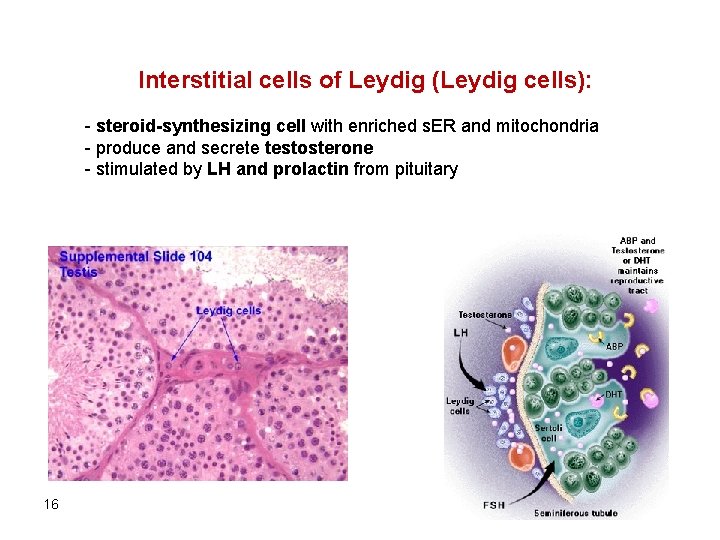 Interstitial cells of Leydig (Leydig cells): - steroid-synthesizing cell with enriched s. ER and