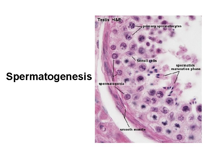 Spermatogenesis 
