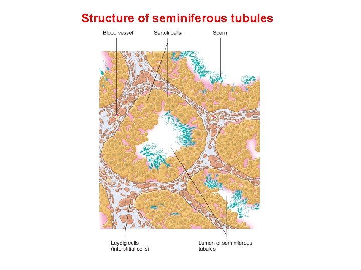 Structure of seminiferous tubules 