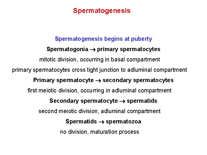 Spermatogenesis begins at puberty Spermatogonia primary spermatocytes mitotic division, occurring in basal compartment primary